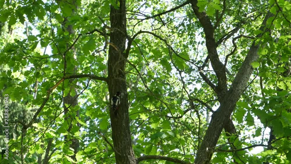 The woodpecker flies away from a tree. The woodpecker flies away from a tree.