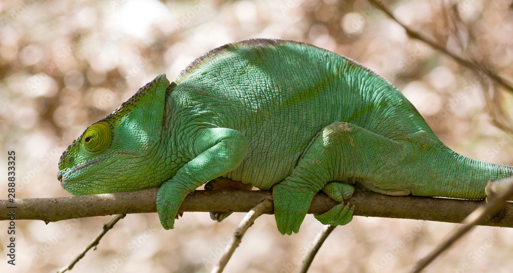 Fototapeta premium Beautiful camouflaged chameleon in Madagascar
