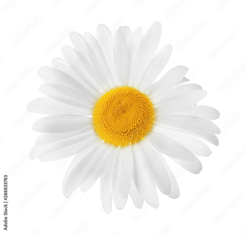 Beautiful blooming chamomile flower isolated on white