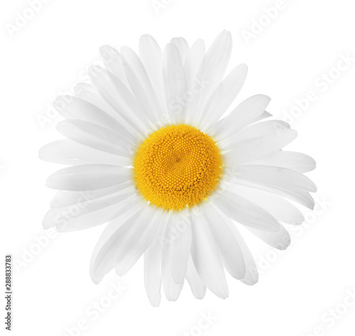 Beautiful blooming chamomile flower isolated on white