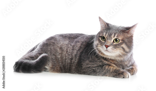 Obraz na plátně Cute gray tabby cat on white background. Lovely pet