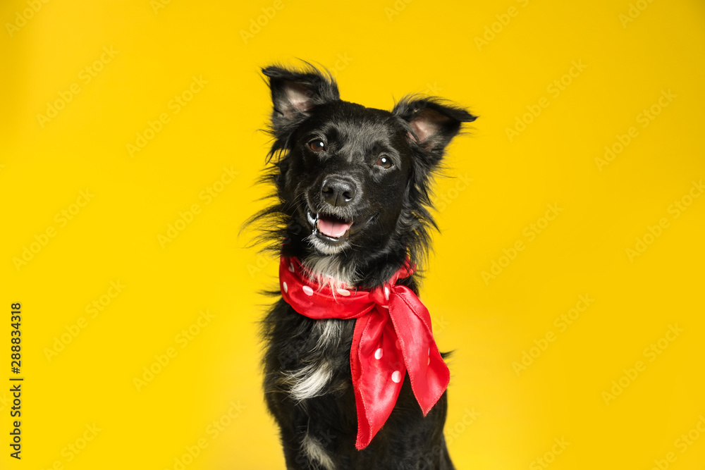 Cute black dog with neckerchief on yellow background - obrazy, fototapety, plakaty 