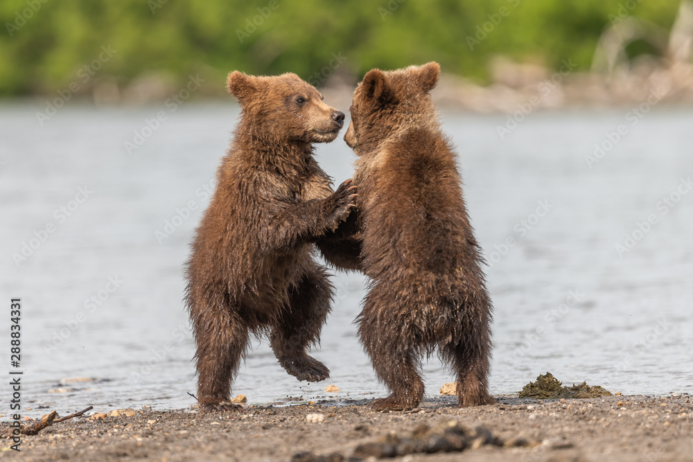 Fototapeta premium Ruling the landscape, brown bears of Kamchatka (Ursus arctos beringianus)