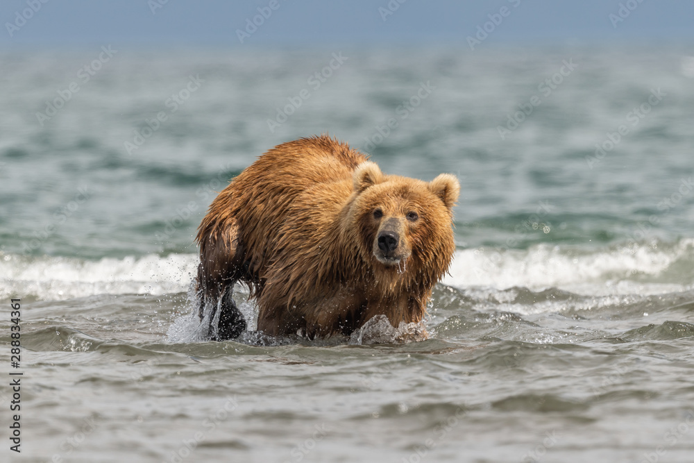 Ruling the landscape, brown bears of Kamchatka (Ursus arctos beringianus) Ruling the landscape, brown bears of Kamchatka (Ursus arctos beringianus)