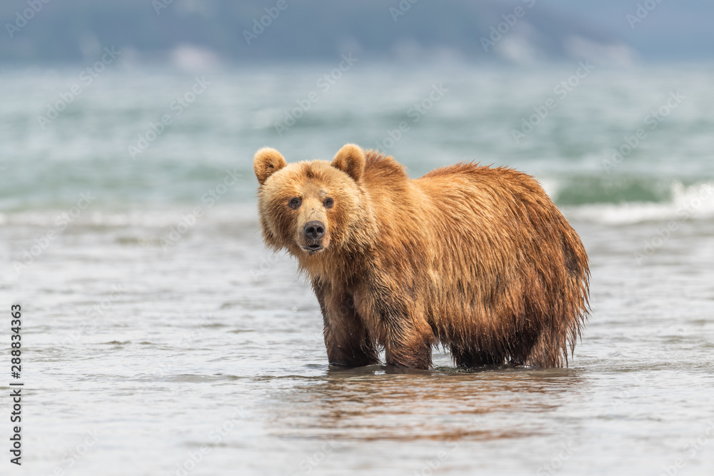 Fototapeta premium Ruling the landscape, brown bears of Kamchatka (Ursus arctos beringianus)