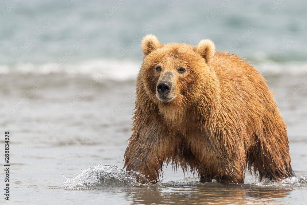 Ruling the landscape, brown bears of Kamchatka (Ursus arctos beringianus) Ruling the landscape, brown bears of Kamchatka (Ursus arctos beringianus)