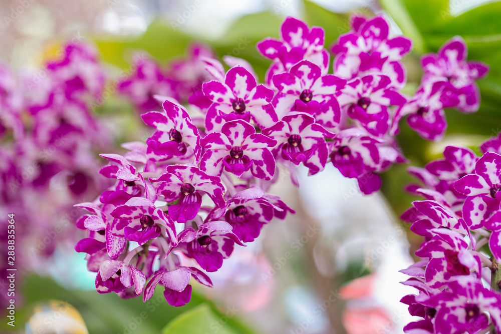 Orchid flower in orchid garden at winter or spring day for postcard beauty and agriculture design. Rhynchostylis Orchidaceae. Orchid flower in orchid garden at winter or spring day for postcard beauty and agriculture design. Rhynchostylis Orchidaceae.