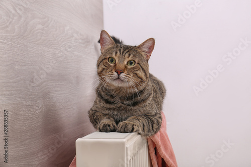 Fototapeta Naklejka Na Ścianę i Meble -  Cute tabby cat on heating radiator with plaid indoors
