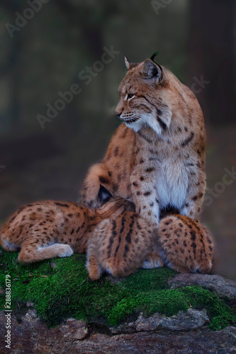 Eurasicher Luchs oder Nordluchs (Lynx lynx) Muttertier mit Jungen bei Säugen © Aggi Schmid