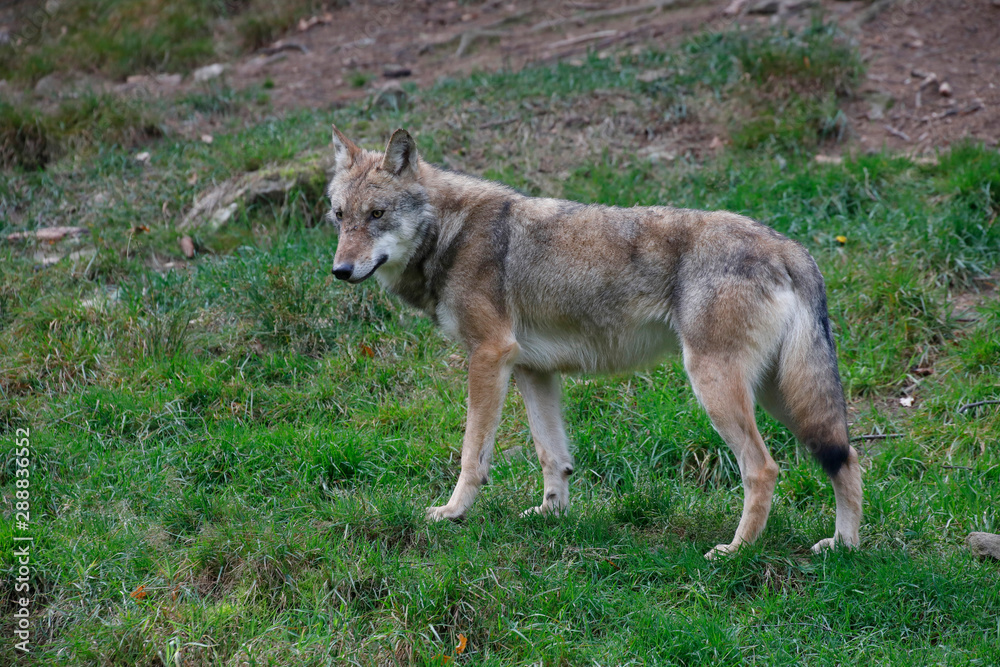 Eurasischer Wolf (Canis lupus lupus) Raubtier im Wald