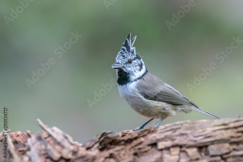 European crested tit (Lophophanes cristatus) in the forest sitting on a very rotten branch. Finland Scandinavia.