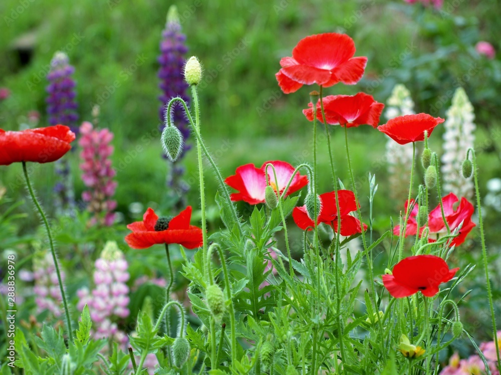 Obraz premium 春の花畑、背景素材