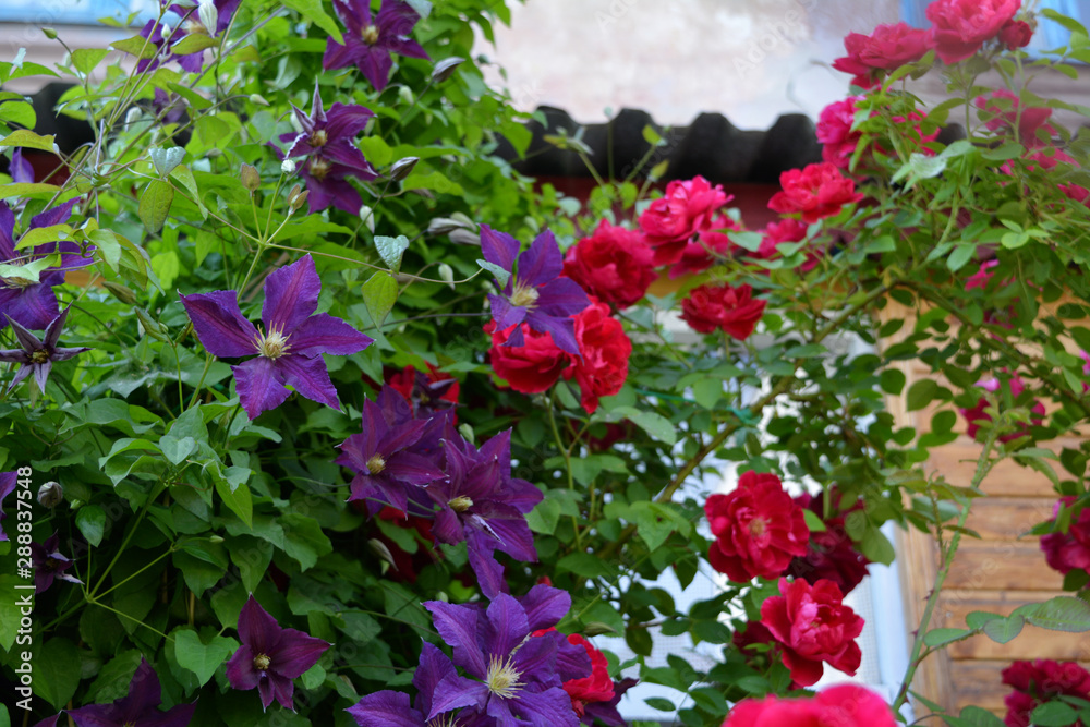 Blooming urban garden in summer with purple clematis and red roses flowers.