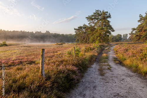 The heather in bloom, picture form the wijers in limburg belgium during the morning photo