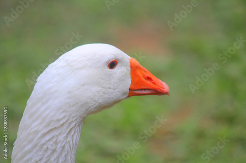 details of a goose in the meadow of the farm