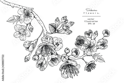 Sketch Floral Botany Collection. Cherry blossom Sakura flower drawings. Black and white with line art on white backgrounds. Hand Drawn Botanical Illustrations.Vector.