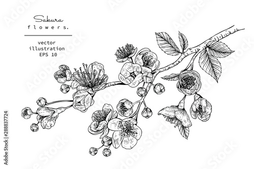 Sketch Floral Botany Collection. Cherry blossom Sakura flower drawings. Black and white with line art on white backgrounds. Hand Drawn Botanical Illustrations.Vector.