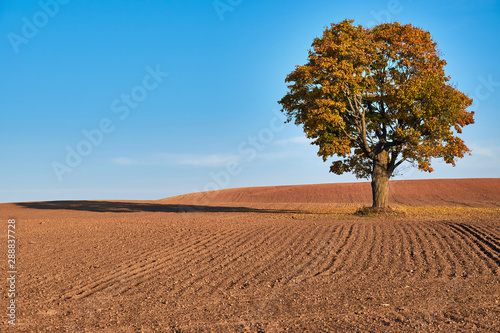 Bild auf Leinwand Crop field with big oak in middle