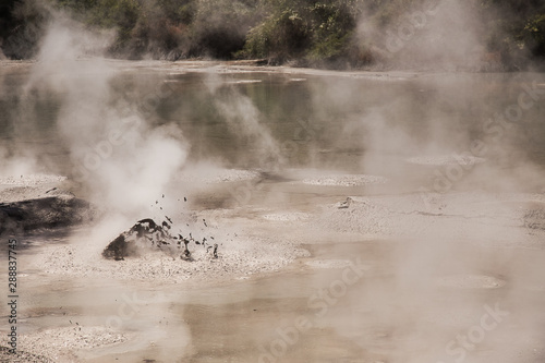 Mud Pool at Wai-O-Tapu Geothermal Area near Rotorua, New Zealand