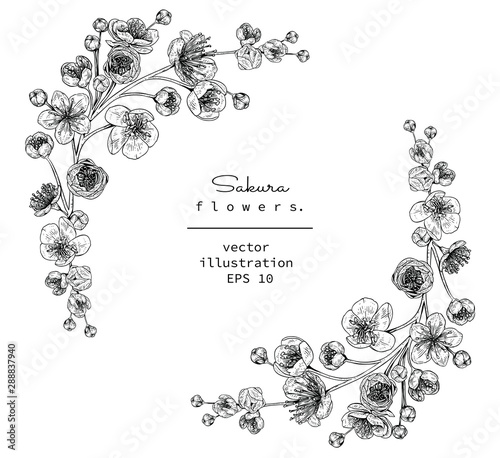 Sketch Floral Botany Collection. Cherry blossom Sakura flower drawings. Black and white with line art on white backgrounds. Hand Drawn Botanical Illustrations.Vector.