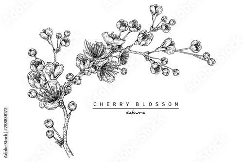 Sketch Floral Botany Collection. Cherry blossom Sakura flower drawings. Black and white with line art on white backgrounds. Hand Drawn Botanical Illustrations.Vector.
