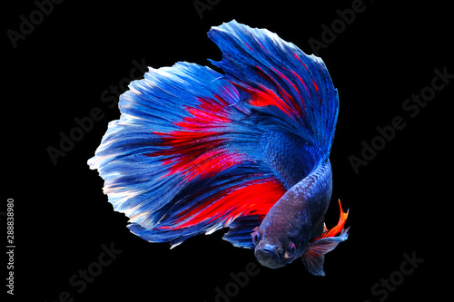 Photography Colorful betta fish are fighting, Siamese fighting fish, Betta fish on black bac
