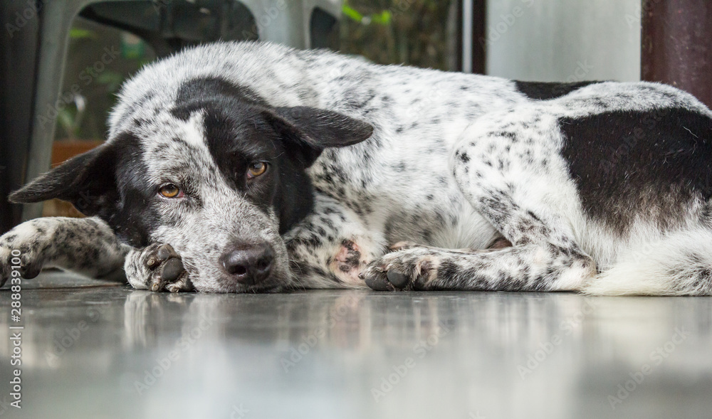 dog sleep in the floor 