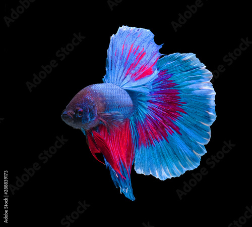 Colorful betta fish are fighting, Siamese fighting fish, Betta fish on black background with clipping path