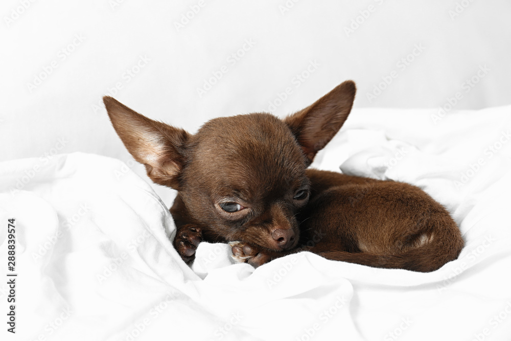 Cute sleepy small Chihuahua dog lying on bed