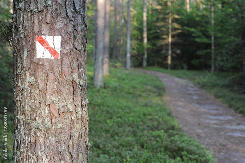 Wallpaper Mural Walking trail marks and signs on trees showing direction for hikers in forest Torontodigital.ca