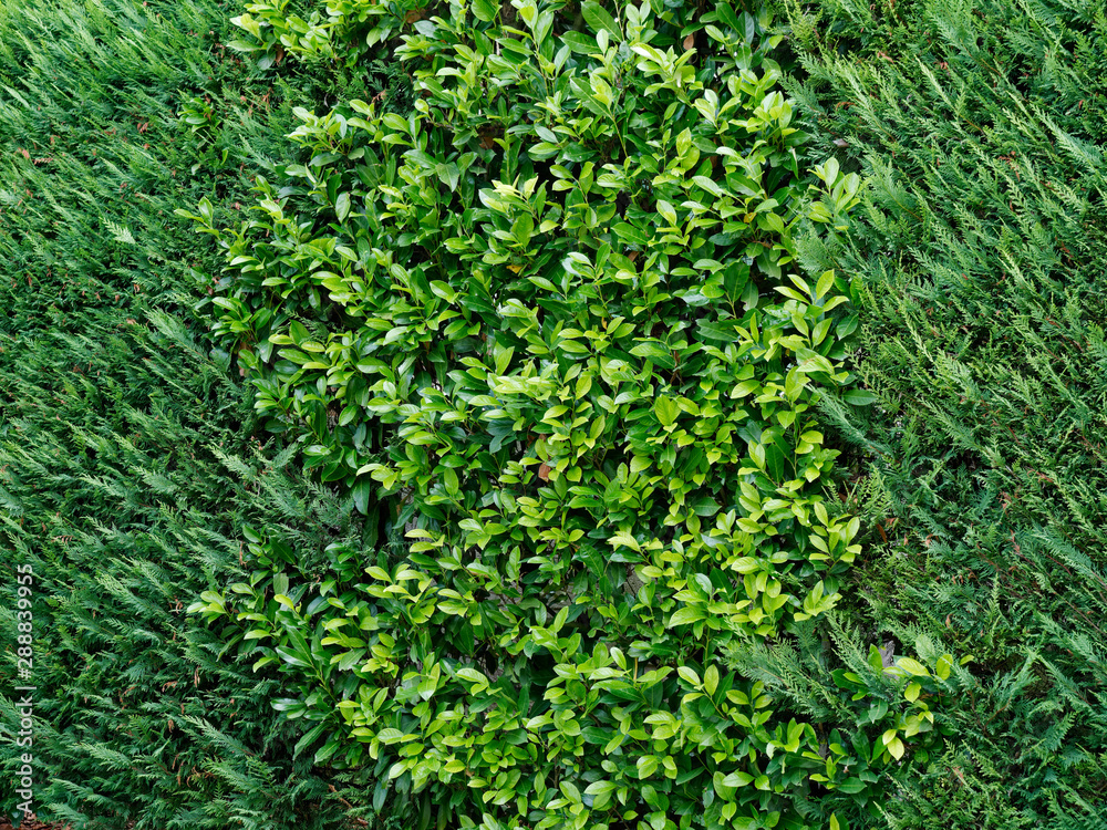 green space decor hedge yard home background. green space decor hedge yard home background.