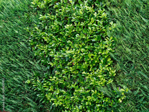 green space decor hedge yard home background.