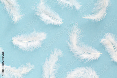 Fluffy white feathers on blue background. Minimalist style. Abstract background.