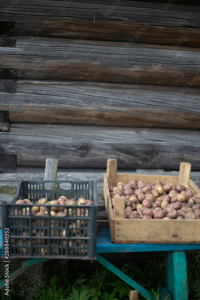 Raw Potatoes at the vegetable market in old box