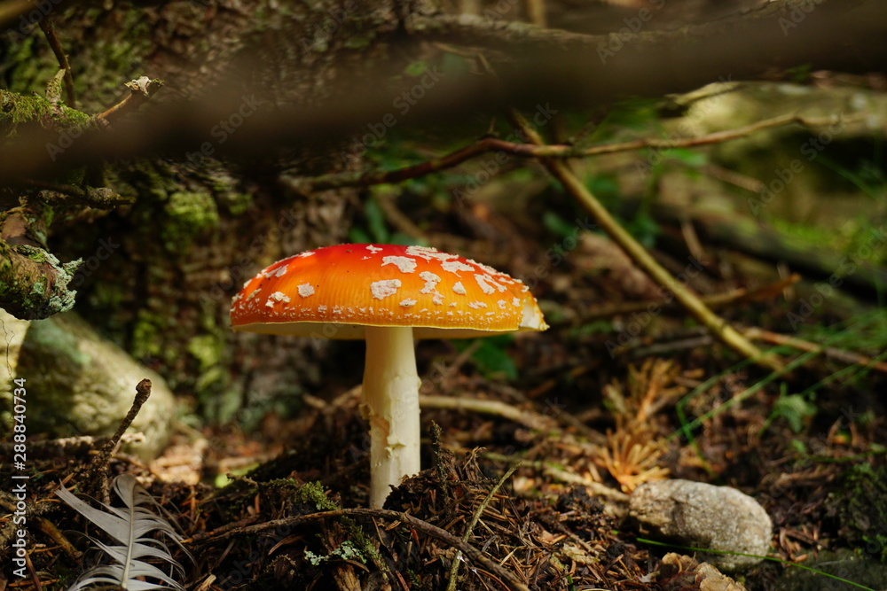 Fototapeta premium Fliegenpilz im Wald