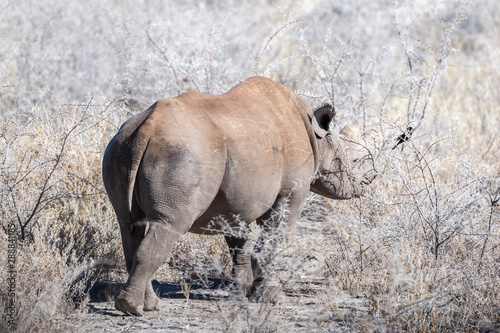 A black Rhinoceros - Diceros bicornis- eating scrubs on the plains of etosha national park, Namibia.