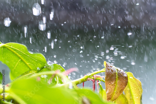 Close up drop of rain falling from green leaf with splashing water drops background. Ecology concept copy space. © HarryKiiM Stock