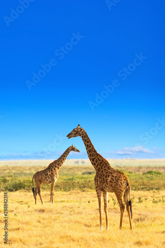 Photography Giraffes in the African savannah