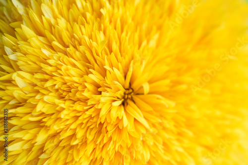 soft close focus of yellow flower on a blue background