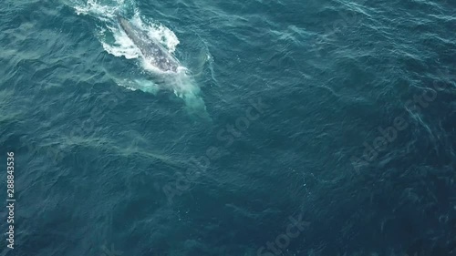 Whales Clip Pack - Aerial Footage (California)