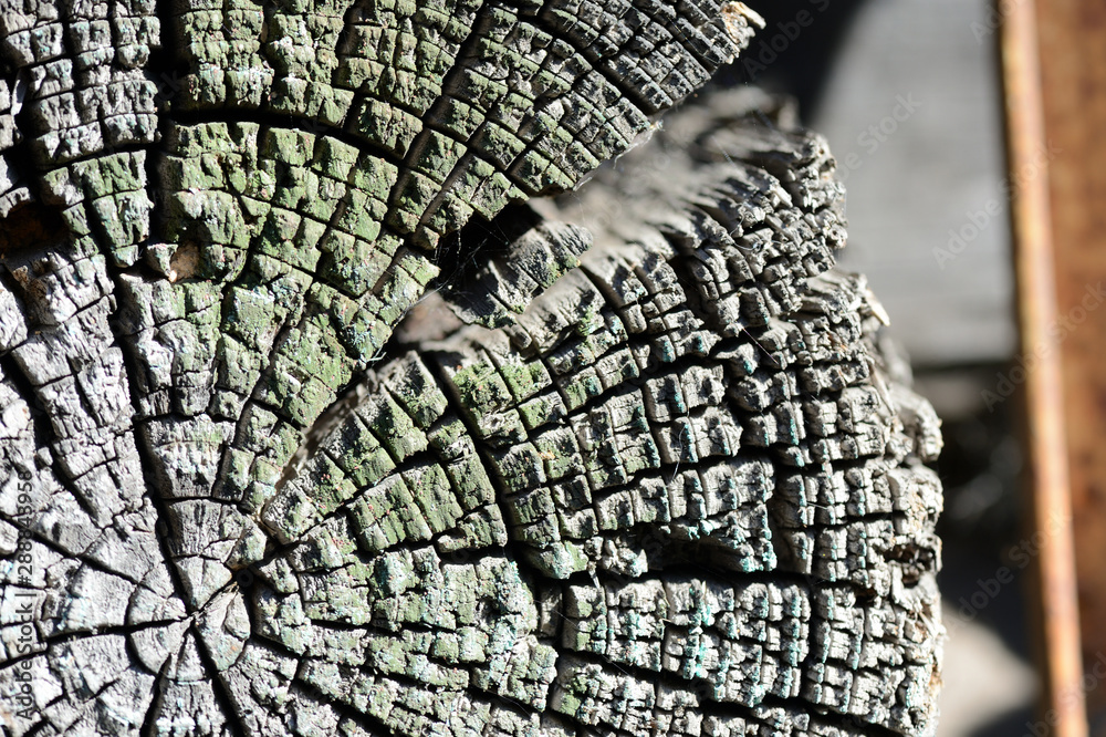 Old weathered log lit by sun close up. Wooden background