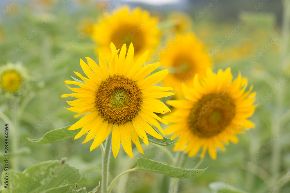 Fototapeta premium Yellow sunflowers. Field of sunflowers, rural landscape.