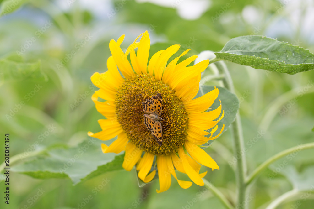 Yellow sunflowers. Field of sunflowers, rural landscape. Yellow sunflowers. Field of sunflowers, rural landscape.