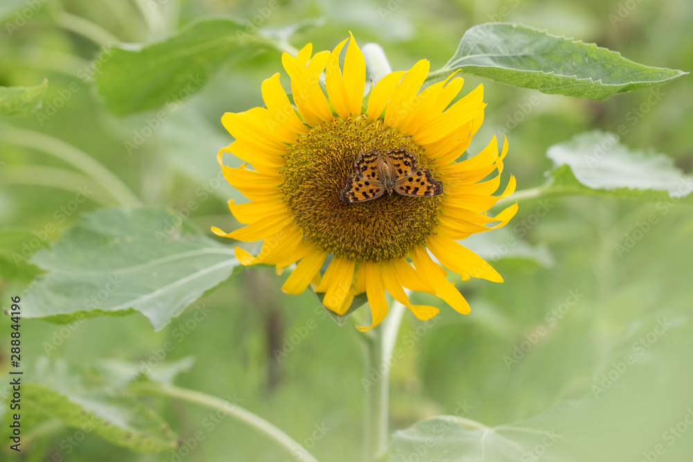 Yellow sunflowers. Field of sunflowers, rural landscape. Yellow sunflowers. Field of sunflowers, rural landscape.