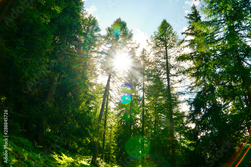 Sonnenstrahlen im Wald