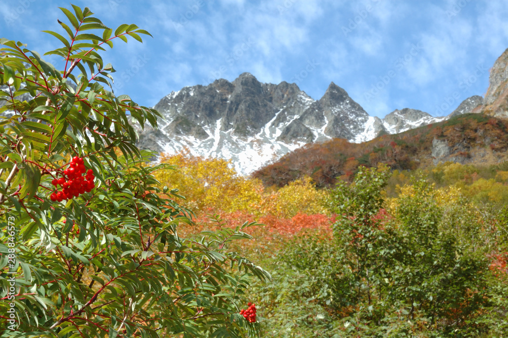 autumn coorful leaves and snowy mountains / 信州上高地の三段紅葉とナナカマド