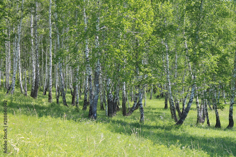 Obraz premium orchard in spring