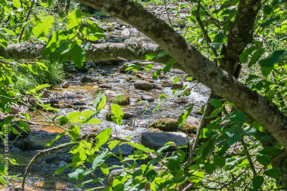 mountain river between stones and vegetation mountain river between stones and vegetation