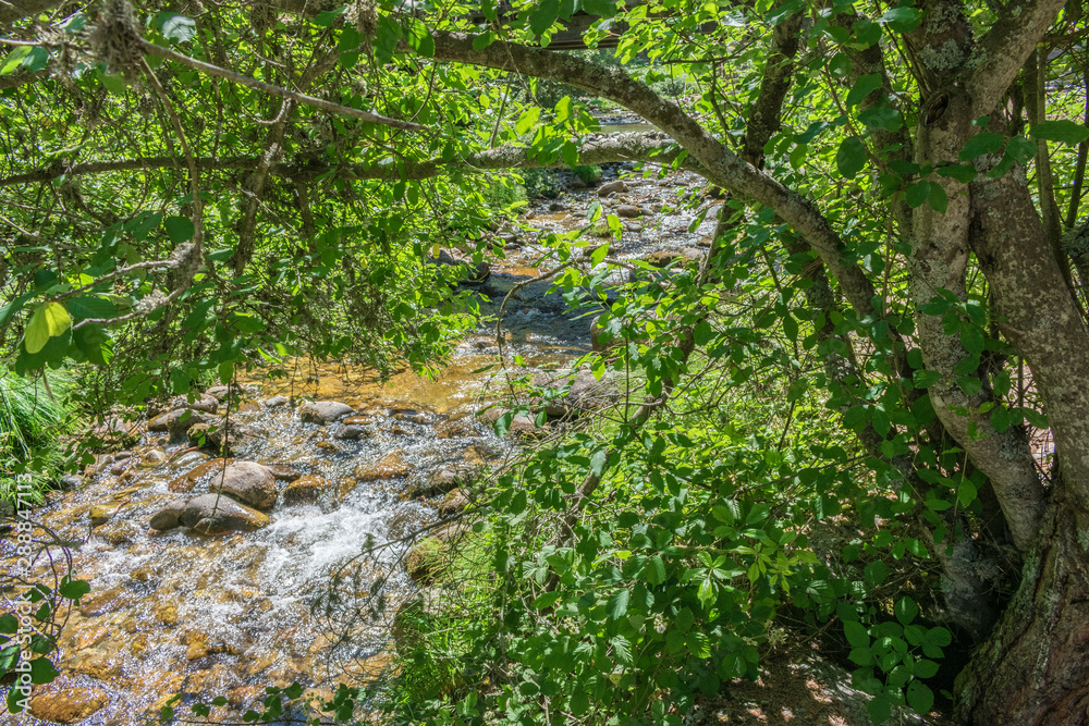 mountain river between stones and vegetation mountain river between stones and vegetation