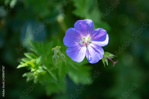 Geranium flower on green background